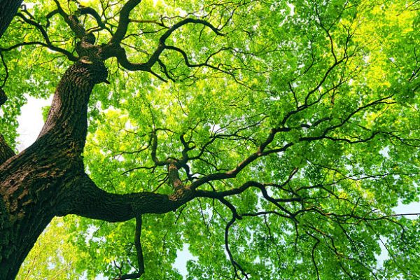 Lewis Center Ohio Champion Trees: Discover the Living Giants That Define Local Natural Heritage