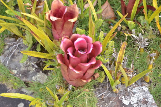 ronenia digital growth strategy concept for online success